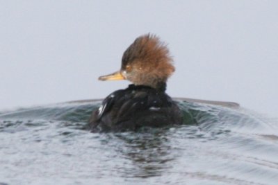 Hooded Merganser (adult female)