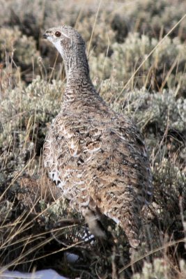 Greater Sage-Grouse (female), North Park, Colorado, November 2008