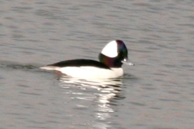 Bufflehead (male)