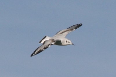 Bonaparte's Gull (1st cycle, in flight)