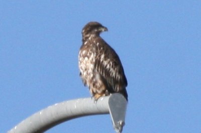 Bald Eagle (2nd cycle)