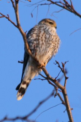 Merlin