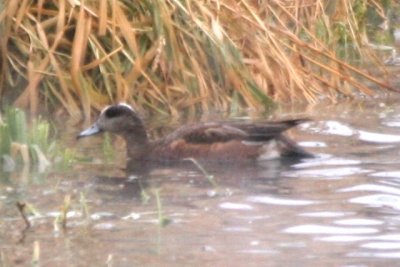 American Wigeon (imm male)