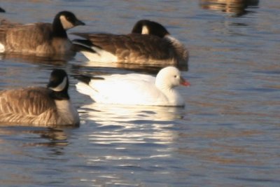 Ross's Goose (adult)