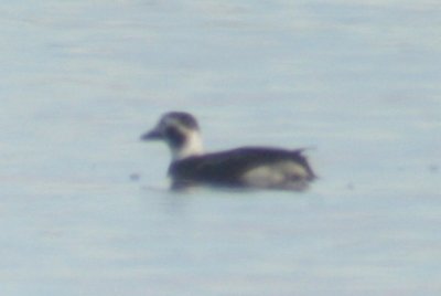 Long-tailed Duck (adult female)
