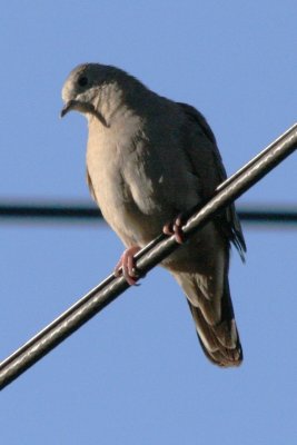 Ruddy Ground-Dove (female)