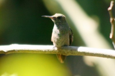 Berylline Hummingbird (juv or female)