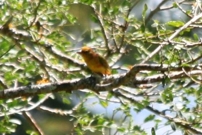 Summer Tanager (young male)