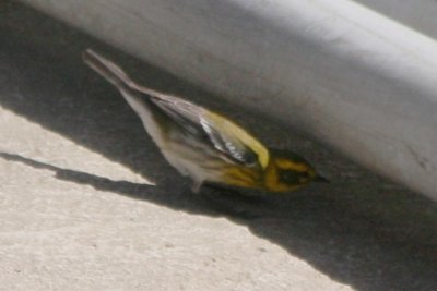 Townsend's Warbler (ad female)