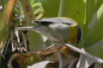 Crescent-chested Warbler