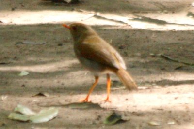 Orange-billed Nightingale-Thrush