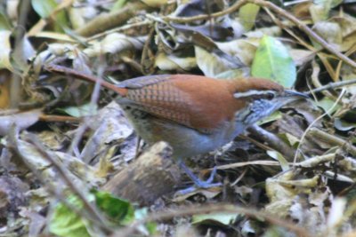 Rufous-and-white Wren