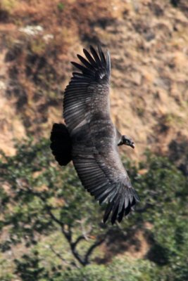 King Vulture (immature)