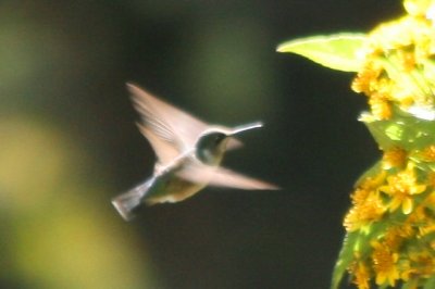 Mystery Hummingbird