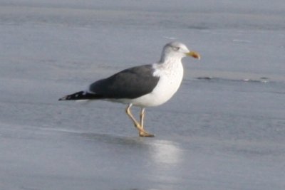 Lesser Black-backed Gull (definitive basic)