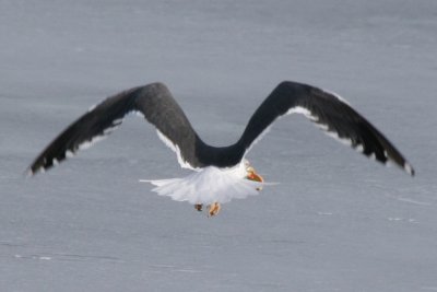 Lesser Black-backed Gull (definitive basic flying)