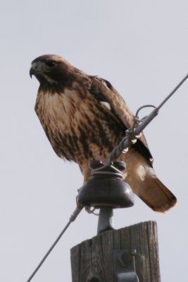 Red-tailed Hawk  (adult Western)