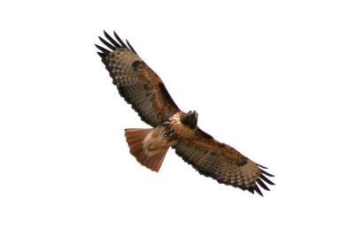 Red-tailed Hawk  (adult Western in flight)