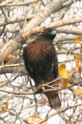 Red-tailed Hawk (adult rufous morph)