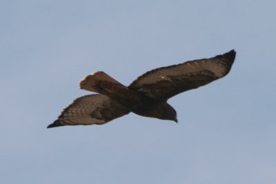 Red-tailed Hawk (adult rufous morph in flight)