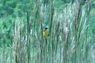 Gray-crowned Yellowthroat