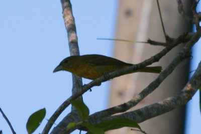 Summer Tanager (basic male)