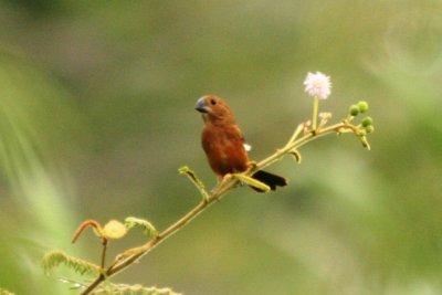 Thick-billed Seedfinch (female)