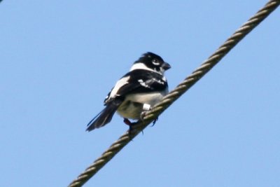 White-collared Seedeater (alternate male)