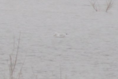Mystery Gull 01042009 CO NK 001.jpg