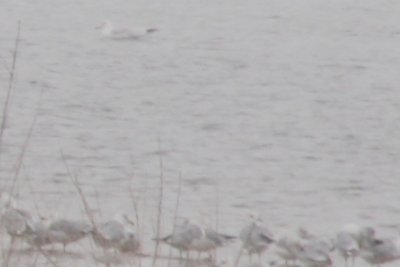 Mystery Gull 01042009 CO NK 002.jpg