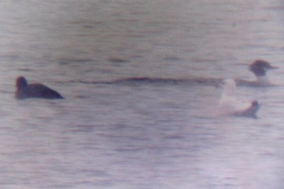 Mystery Gull 01042009 CO NK 012.jpg