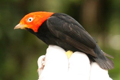 Red-capped Manakin