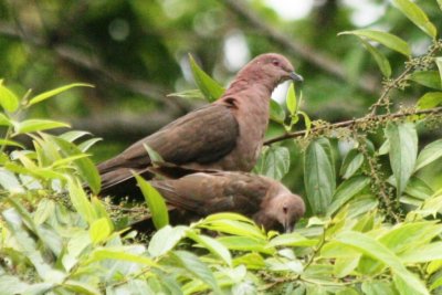 Short-billed Pigeon