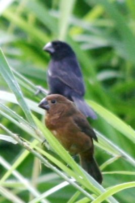 Thick-billed Seedfinches
