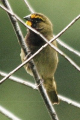 Yellow-faced Grassquit