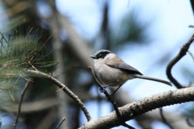 Bushtit