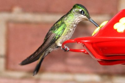 Magnificent Hummingbird (female)