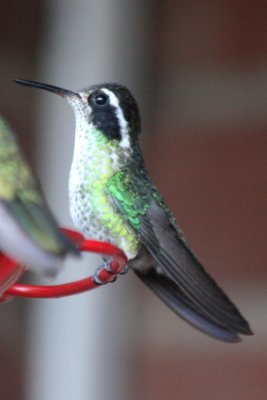 White-eared Hummingbird (female)