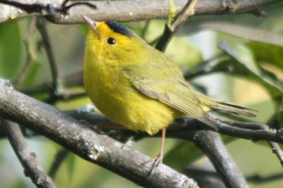 Wilson's Warbler