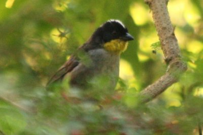 Yellow-throated Brush-Finch