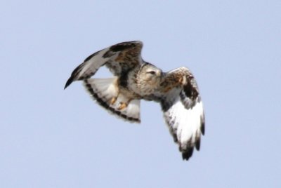 Rough-legged Hawk (adult female light phase. in flight)