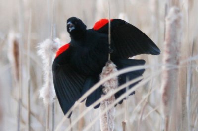 Red-winged Blackbird (adult male alternate)