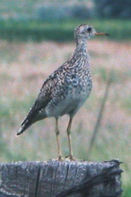 Upland Sandpiper