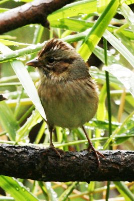 Swamp Sparrow (basic)