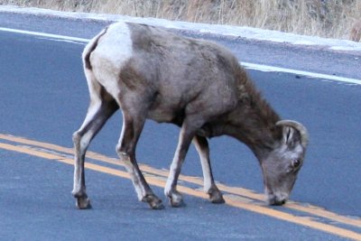 Bighorn Sheep, young ram (Colorado)