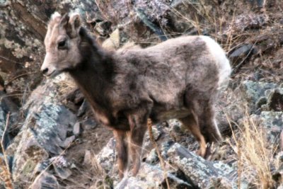 Bighorn lambkin (Colorado)