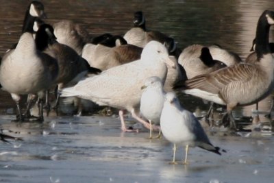 Glaucous Gull (1st cycle)