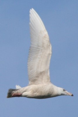 Glaucous Gull (1st cycle)