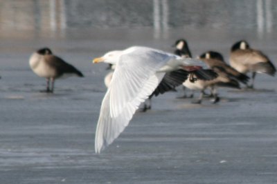 Glaucous Gull (3rd cycle)