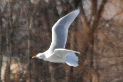 Glaucous Gull (3rd cycle)